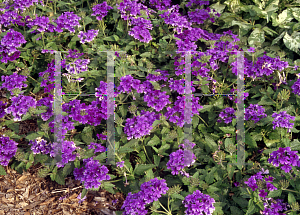 Picture of Verbena pedula 'Superbena Dark Blue'