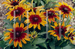 Picture of Rudbeckia hirta 'Autumn Colors'