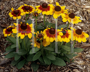 Picture of Rudbeckia hirta 'Cordoba'