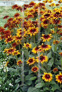 Picture of Rudbeckia hirta 'Cherokee Sunset'