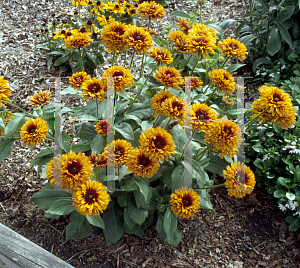 Picture of Rudbeckia hirta 'Cherokee Sunset'