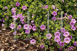 Picture of Calibrachoa  'Starlette Trailing Pink'