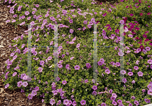 Picture of Calibrachoa  'Starlette Trailing Pink'