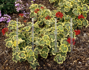 Picture of Pelargonium x hortorum 'Tricolor'
