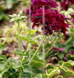 Picture of Pelargonium peltatum 'Black Magic'