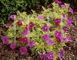 Picture of Petunia x hybrida 'Color Splash'