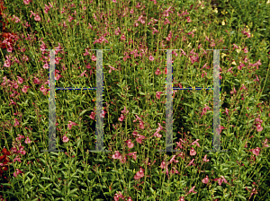 Picture of Salvia greggii 'Navajo Pink'