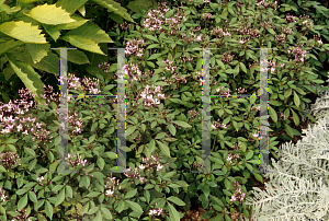 Picture of Cleome hassleriana 'Linde Armstrong'