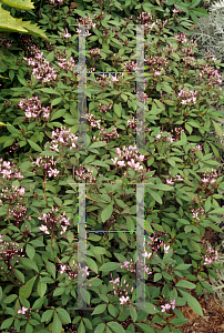 Picture of Cleome hassleriana 'Linde Armstrong'