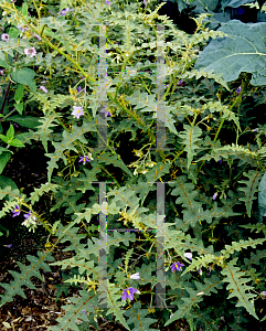 Picture of Solanum pyracanthum 