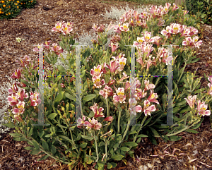 Picture of Alstroemeria x 'Jazze Rose Frost'