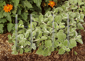 Picture of Plectranthus  'Nicolleta'