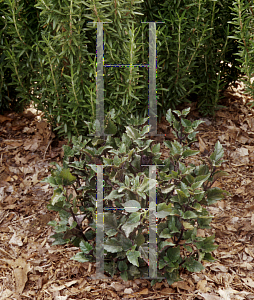 Picture of Plectranthus  'Mona Lavender'