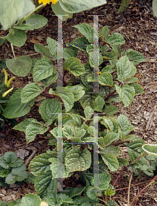 Picture of Plectranthus  'Zulu Wonder'