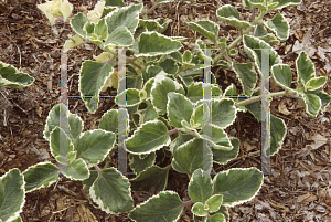 Picture of Plectranthus  'Nicodemus'