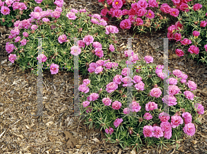 Picture of Portulaca grandiflora 'Margarita Rosita'