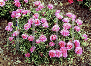 Picture of Portulaca grandiflora 'Margarita Rosita'