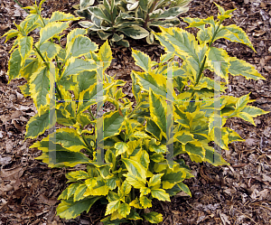 Picture of Duranta erecta 'Golden Edge'