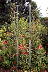 Picture of Hibiscus coccineus 