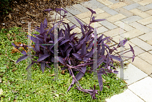 Picture of Tradescantia pallida 