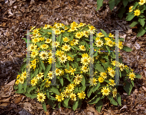 Picture of Melampodium paludosum 'Lemon Yellow'