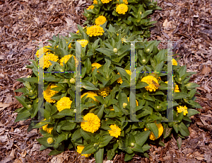 Picture of Zinnia elegans 'Zinnita Yellow'