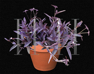 Picture of Tradescantia pallida 