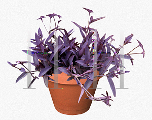 Picture of Tradescantia pallida 