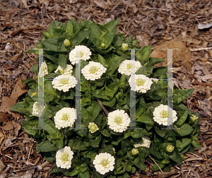 Picture of Zinnia elegans 'Zinnita White'