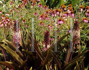 Picture of Eucomis comosa 'Sparkling Burgundy'