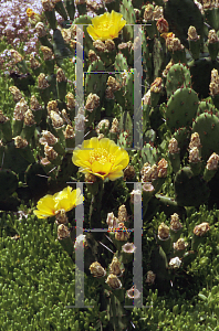 Picture of Opuntia squalida 
