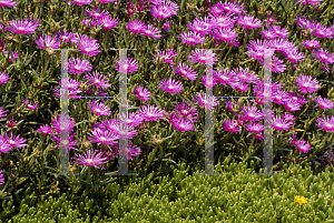 Picture of Delosperma cooperi 