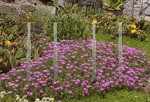 Picture of Delosperma cooperi 