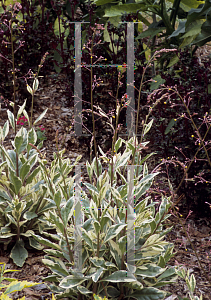 Picture of Talinum paniculatum 'Variegatum'