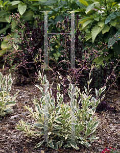 Picture of Talinum paniculatum 'Variegatum'