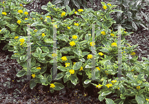 Picture of Lantana camara 'Samantha'