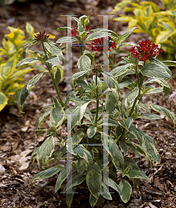 Picture of Pentas lanceolata 'Variegata'