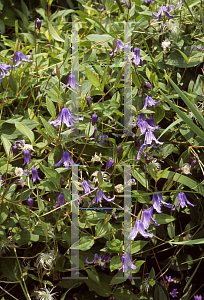 Picture of Clematis integrifolia 