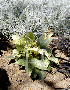 Picture of Helleborus argutifolius 