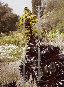 Picture of Aeonium arboreum 'Atropurpureum'