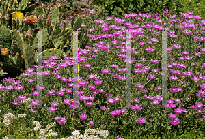 Picture of Delosperma cooperi 