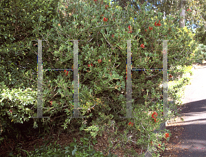 Picture of Callistemon macropunctatus 