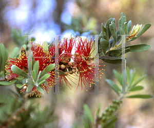 Picture of Callistemon macropunctatus 