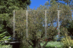 Picture of Callistemon citrinus 