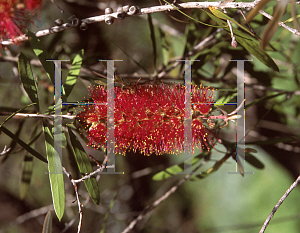 Picture of Callistemon citrinus 