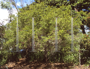 Picture of Leptospermum petersonii 