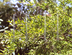 Picture of Leptospermum petersonii 