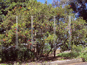 Picture of Callistemon salignus 