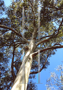 Picture of Eucalyptus propinqua 