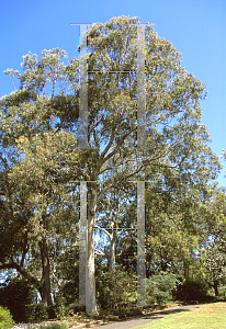 Picture of Eucalyptus propinqua 